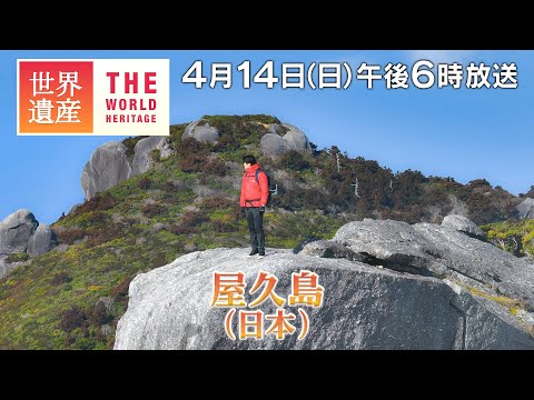 【TBS世界遺産】鈴木亮平が登る！巨木と巨岩の島・屋久島 （後編）【4月14日午後6時放送】