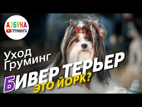 Бивер-терьер - это йорк? Груминг и стрижка Бивера, содержание и уход