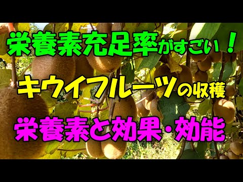 【キウイフルーツ】栄養素充足率がすごいキウイフルーツの収穫。栄養素や効果・効能も紹介。