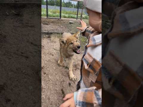 Baby Wolf goes to Bite Child? #wolf #wolfbite #wolfattack #wolfandchild