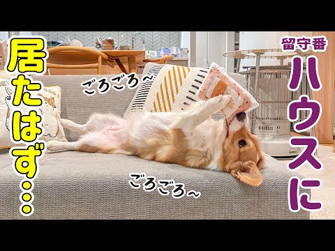 ハウスでお留守番してるはずの愛犬がソファでくつろいでいました