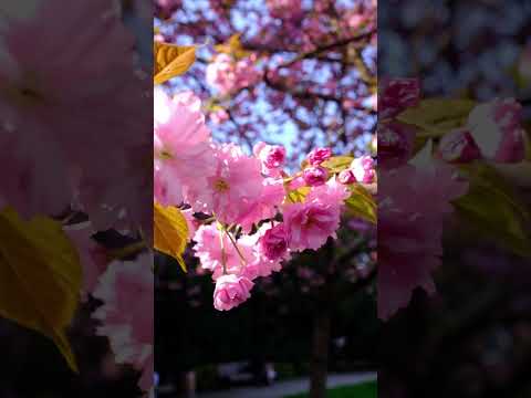 Whats your favorite cherry blossoms spot ? 🤩🌸 #sakura #naturephotography #berlin #flowers