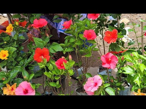 Galif Street Medicinal plants ll  ঔষধি গাছের কালেকশন ll