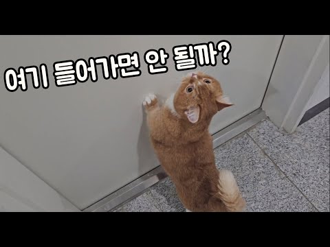 호기심이 폭팔하는 먼치킨고양이~^^ Munchkin Cat Explodes Curiosity~^^ #먼치킨고양이 #복도 #munchkin