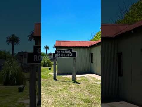 Cantan los chingolos en el pueblo de General Rodríguez #shorts #generalrodriguez