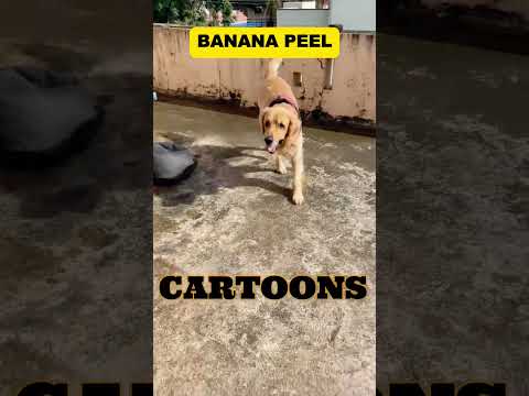 Chef dog Bruno vs cartoons