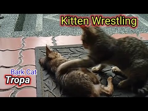 "The Great Kitten Wrestlemania:"