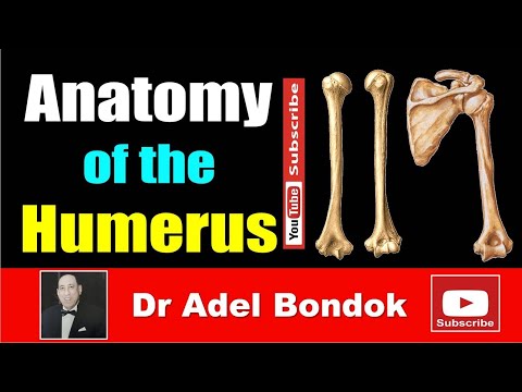 Anatomy of the Humerus, Osteology, Dr Adel Bondok Making Anatomy Simple