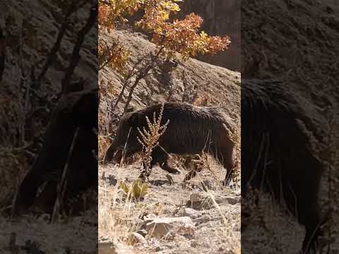 Giant Wild Hog Shot 🐗 Dev Domuz Vuruşu! #hunting #hog