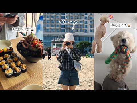 영도 바다와 야생 강아지와 살찐 나..VLOG🐚(부산 여행🌊,귀여운 털뭉치들🐶, 지흡후 일상..)