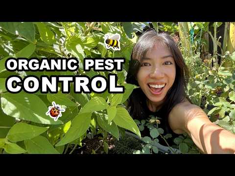 Easy Recipes for Organic Pest Control You Wish You Knew Sooner!