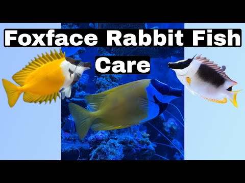 How To Care For The Foxface Tang (Foxface Rabbit Fish) A Beautiful Fish With A Painful Sting