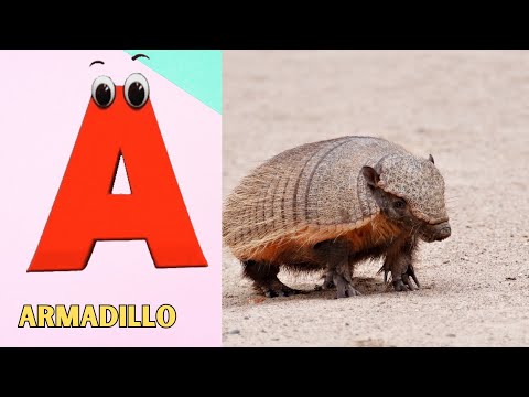 Animals ABC Song | Animals Alphabet Song | Alphabet Letters | Phonics for Kids