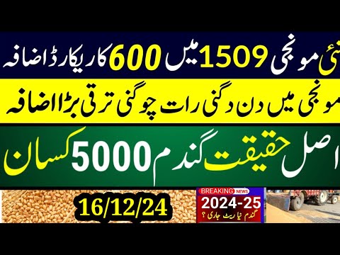 Wheat  support price 2025 گندم کے نئی سرکاری قیمت فائنلmunji kaynat 1121rate 2024/munji1509 new rate