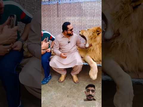 #tiger #miansab #lion #animals #zoo #animallover #punjabisong #newsong #punjabi