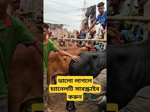 ভাই কত ??? শনিবার 15 জুন ২০২৪। গাবতলী হাটে গরুর দাম | কোন গরুর দাম কত | ভাই কত দাম