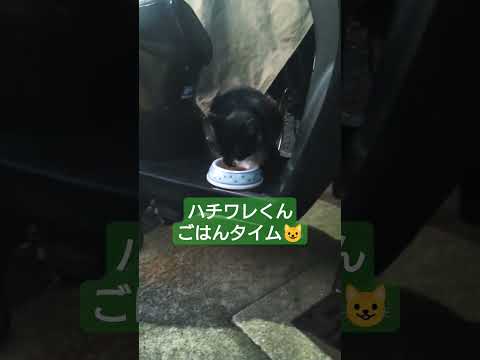 ハチワレくんごはんタイムが可愛い #short #shorts #猫 #ねこ #cat #猫のいる暮らし