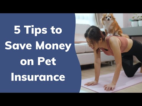 5 Tips to Save Money on Pet Insurance | Wag!