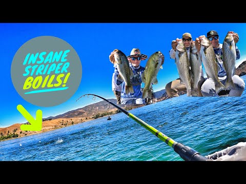 Insane Striper Boils, Topwater & the Bass Trifecta-Castaic Lake