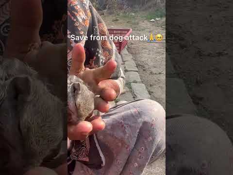 Little squirrel save from dog attack. | help animals | bezubaano ki help kare