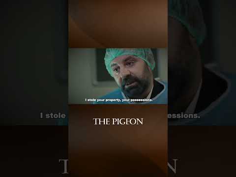 Kasim Is Telling the Truth - The Pigeon #shorts