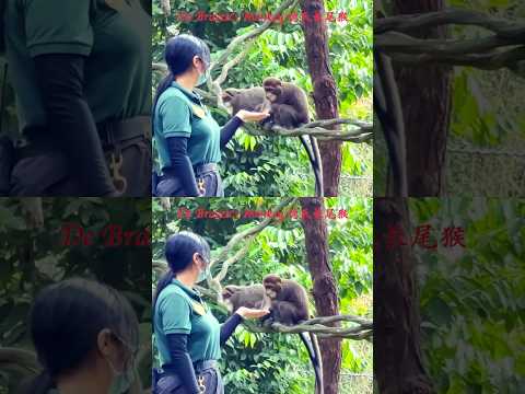 世界最佳雨林动物园，精彩瞬间1 ｜ Unforgettable Moments At The World's Best Rainforest Zoo – Part 1