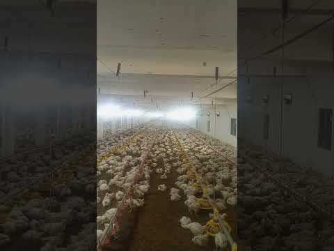 poultry farm #broilerchicks #babyshorts #birdslover #farming