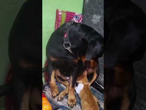 Rottweiler Feeding baby kitten 😺 this video send by customer#cat #dog #pets #rottweiler #cats #love