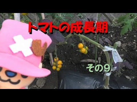 トマトの成長期（第11週目）