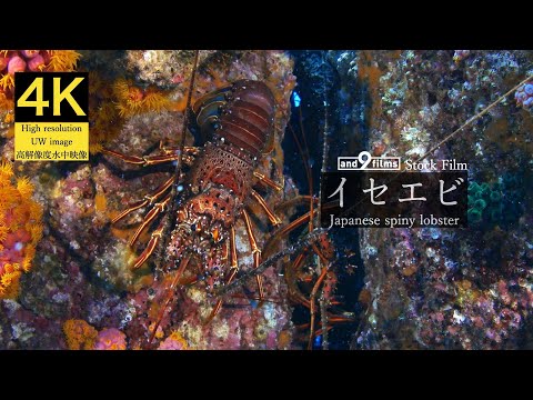 【4K 水中映像】イセエビ / Japanese spiny lobster / Panulirus japonicus