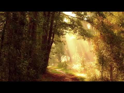 Sunlit Path | Copyright Free Video Footage