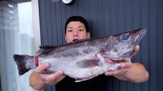 デカイほど美味い超高級魚【アラ】が手に入りました。