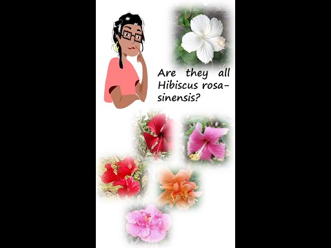 Hibiscus rosa-sinensis hybrid ancestors #shorts