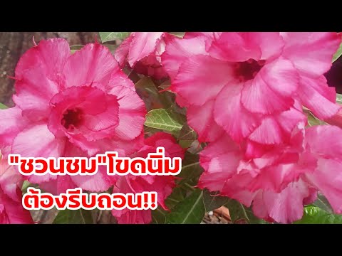 บอกวิธีแก้ไข#ชวนชม โขดนิ่ม ต้องรีบทำ ก่อนจะสายเกินแก้