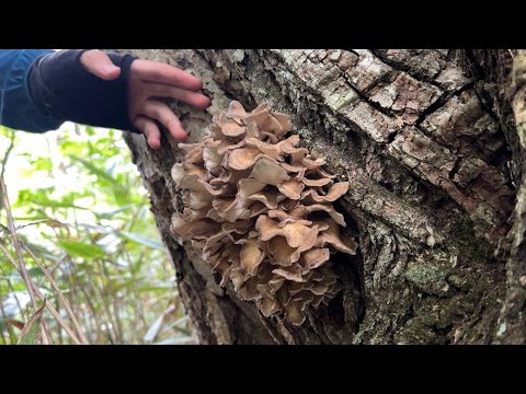 きのこ狩り　本気で舞茸探したら栗の木マイタケ発見