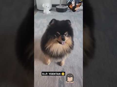 Rest in peace yoentan 💜️😭 #yeontan #yeonnietime #kimtaehyung #kimyeontan #bts #btsarmy