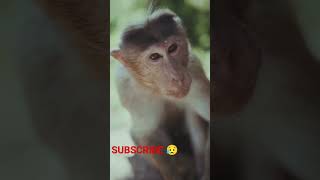 Monkey Sad 😥#cryingmoment #love #dzistic #shorts #youtubeshorts #ytshorts