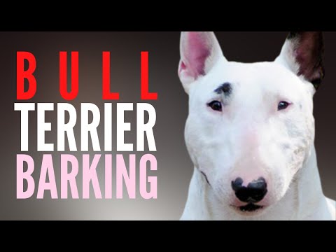 Bull Terrier Barking And Howling (Original Version). Barking Dog Gets Trained To Be Quiet