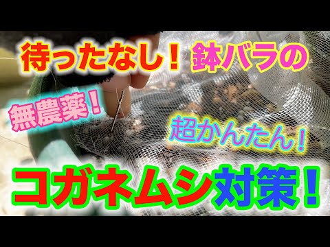 【コガネムシ対策】これで鉢バラのコガネムシ被害は激減！超絶簡単、コガネムシ対策！