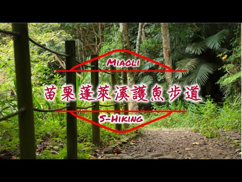 S步道｜苗栗｜蓬萊溪護魚步道｜魚兒悠游山林仙境｜南庄鄉