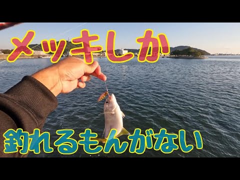 メッキしか釣れる魚がないのでメッキ釣り！