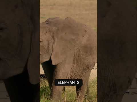 How Elephants Know If They Can Trust a Human