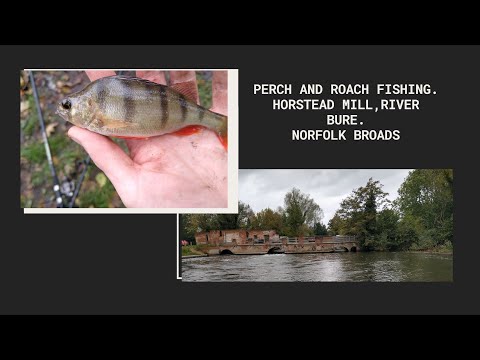 Perch and Roach Fishing • Horstead Mill • Norfolk Broads • River Bure • October 2019