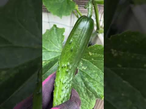 キュウリ【家庭菜園だより】cucumber