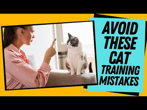 Mistakes New Cat Owners Make in Behavior Training