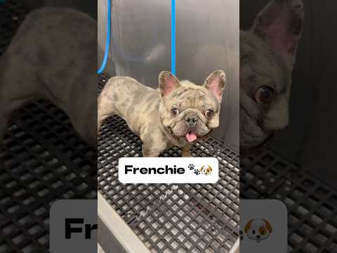 Gucci the Frenchie, no relation to the @royaltyfam lol #frenchbulldog #frenchie #frenchies