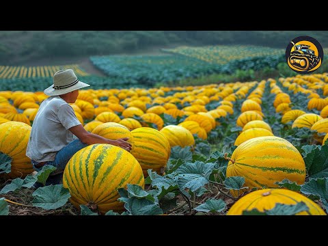 The More Modern Agriculture Machines That Are At Another Level , How To Cantaloupe Become Delicious