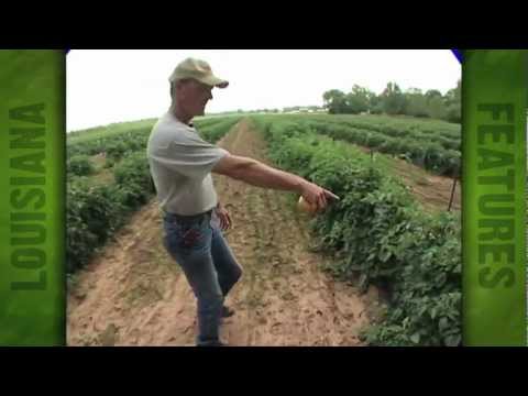 Anderson's Produce and Plant Farm in Coushatta (2007)