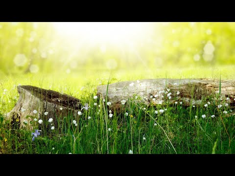 解压放松  平静沉静  工作休息 Ambient  Music    relaxing music