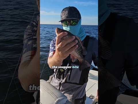 Tampa Bay Fishing Charter - Snapper Limits